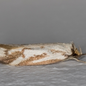 Philobota cretacea at Melba, ACT - 21 Nov 2021