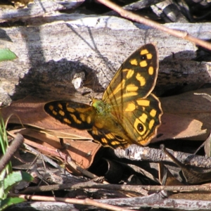 Heteronympha paradelpha at Stromlo, ACT - 3 Feb 2022 09:17 AM