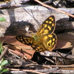 Heteronympha paradelpha (Spotted Brown) at Stromlo, ACT - 2 Feb 2022 by MatthewFrawley