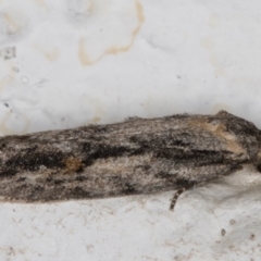 Agriophara leptosemela (A Gelechioid moth) at Melba, ACT - 21 Nov 2021 by kasiaaus