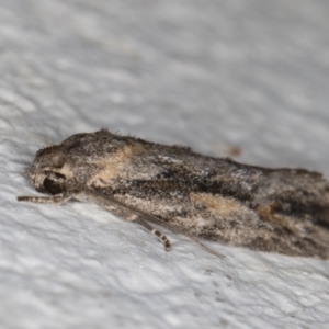 Agriophara leptosemela at Melba, ACT - 22 Nov 2021