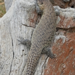 Egernia cunninghami (Cunningham's Skink) at Hackett, ACT - 11 Jan 2022 by MarkDwitz