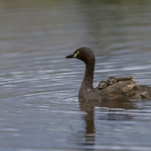 Tachybaptus novaehollandiae at Fyshwick, ACT - 2 Feb 2022