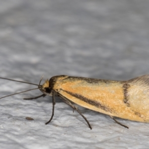 Philobota undescribed species near arabella at Melba, ACT - 22 Nov 2021 10:01 PM