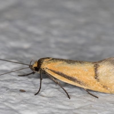 Philobota undescribed species near arabella (A concealer moth) at Melba, ACT - 22 Nov 2021 by kasiaaus