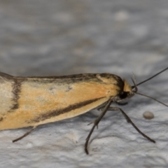 Philobota undescribed species near arabella at Melba, ACT - 22 Nov 2021 10:01 PM