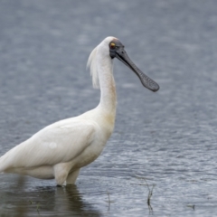 Platalea regia at Fyshwick, ACT - 2 Feb 2022 03:23 PM