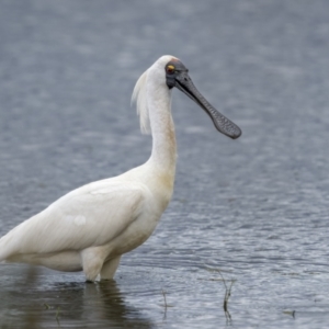 Platalea regia at Fyshwick, ACT - 2 Feb 2022