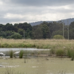 Platalea regia at Fyshwick, ACT - 2 Feb 2022