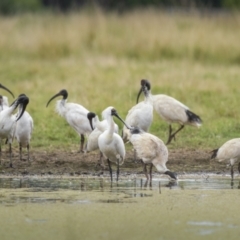 Platalea regia at Fyshwick, ACT - 2 Feb 2022