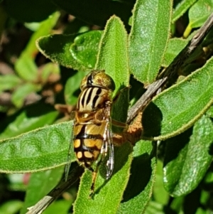 Eristalinus punctulatus at Turner, ACT - 3 Feb 2022