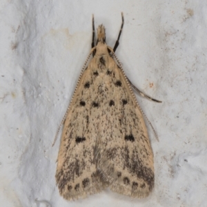 Atheropla decaspila at Melba, ACT - 22 Nov 2021 11:57 PM