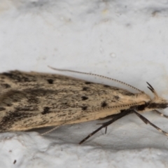 Atheropla decaspila at Melba, ACT - 22 Nov 2021 11:57 PM