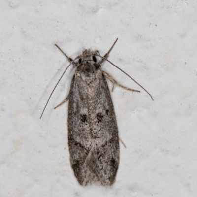 Heterozyga coppatias (A concealer moth) at Melba, ACT - 22 Nov 2021 by kasiaaus