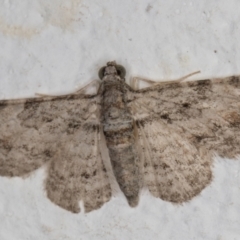 Chloroclystis insigillata (Chloroclystis insigillata) at Melba, ACT - 22 Nov 2021 by kasiaaus