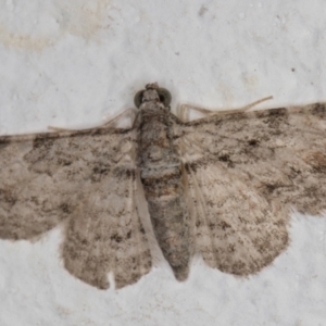 Chloroclystis insigillata at Melba, ACT - 22 Nov 2021