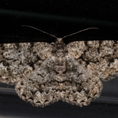 Unplaced externaria (Mahogany Bark Moth (formerly Hypomecis externaria)) at Melba, ACT - 22 Nov 2021 by kasiaaus