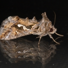 Chrysodeixis argentifera (Tobacco Looper) at Melba, ACT - 22 Nov 2021 by kasiaaus