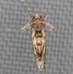 Chrysodeixis argentifera at Melba, ACT - 23 Nov 2021