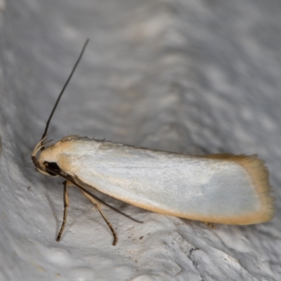 Xylorycta assimilis (A Xyloryctid moth) at Melba, ACT - 23 Nov 2021 by kasiaaus