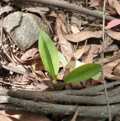 Chiloglottis reflexa (Short-clubbed Wasp Orchid) at Cotter River, ACT - 3 Feb 2022 by gregbaines
