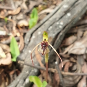 Chiloglottis reflexa at Cotter River, ACT - 3 Feb 2022