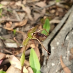 Chiloglottis reflexa at Cotter River, ACT - 3 Feb 2022