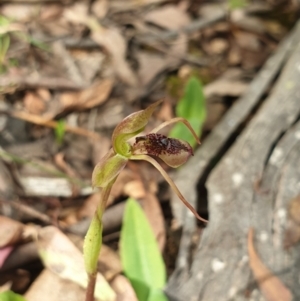 Chiloglottis reflexa at Cotter River, ACT - 3 Feb 2022