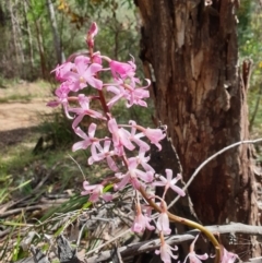 Dipodium roseum (Rosy Hyacinth Orchid) at Cotter River, ACT - 3 Feb 2022 by gregbaines