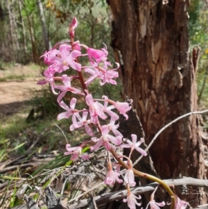Dipodium roseum at Cotter River, ACT - 3 Feb 2022