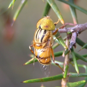 Eristalinus punctulatus at Stromlo, ACT - 3 Feb 2022