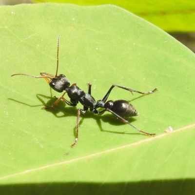 Myrmecia sp., pilosula-group (Jack jumper) at Lions Youth Haven - Westwood Farm - 3 Feb 2022 by HelenCross