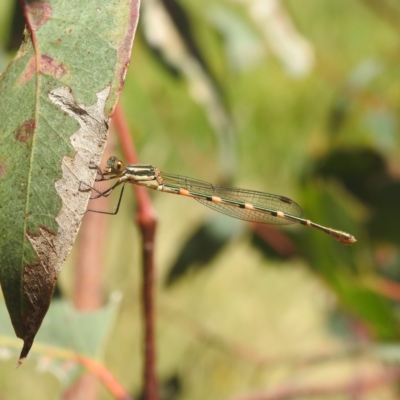 Austrolestes leda (Wandering Ringtail) at Lions Youth Haven - Westwood Farm A.C.T. - 3 Feb 2022 by HelenCross