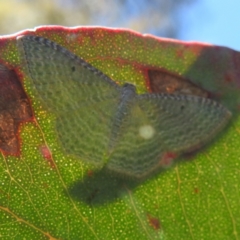 Poecilasthena pulchraria (Australian Cranberry Moth) at Lions Youth Haven - Westwood Farm A.C.T. - 3 Feb 2022 by HelenCross