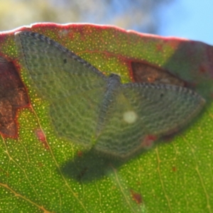 Poecilasthena pulchraria at Stromlo, ACT - 3 Feb 2022