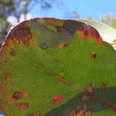 Poecilasthena pulchraria at Stromlo, ACT - 3 Feb 2022