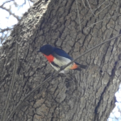 Dicaeum hirundinaceum (Mistletoebird) at Lions Youth Haven - Westwood Farm A.C.T. - 3 Feb 2022 by HelenCross