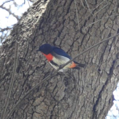 Dicaeum hirundinaceum (Mistletoebird) at Kambah, ACT - 3 Feb 2022 by HelenCross