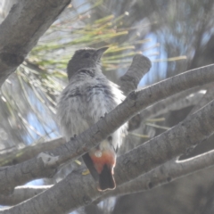 Dicaeum hirundinaceum at Kambah, ACT - 3 Feb 2022