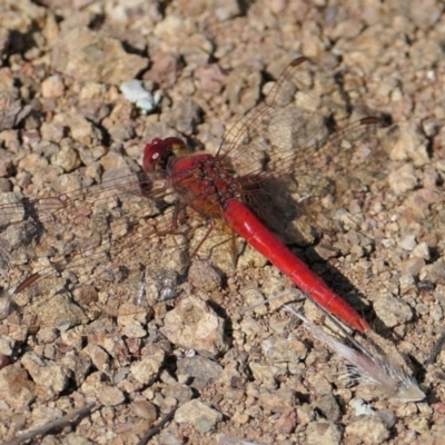 Diplacodes haematodes (Scarlet Percher) at Ginninderry Conservation Corridor - 3 Feb 2022 by rickkuhn