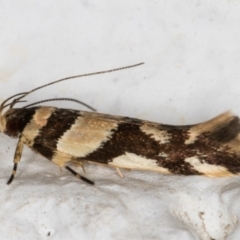 Macrobathra desmotoma ( A Cosmet moth) at Melba, ACT - 23 Nov 2021 by kasiaaus