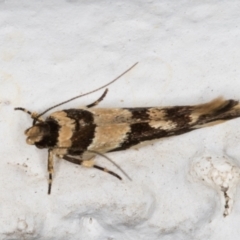 Macrobathra desmotoma at Melba, ACT - 24 Nov 2021 01:04 AM