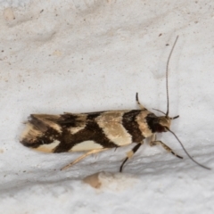 Macrobathra desmotoma at Melba, ACT - 24 Nov 2021