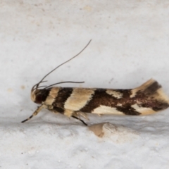 Macrobathra desmotoma at Melba, ACT - 24 Nov 2021 01:04 AM