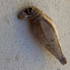 Hyalarcta nigrescens (Ribbed Case Moth) at QPRC LGA - 3 Feb 2022 by Steve_Bok