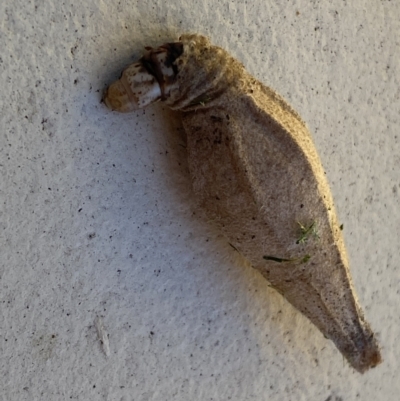 Hyalarcta nigrescens (Ribbed Case Moth) at QPRC LGA - 3 Feb 2022 by Steve_Bok