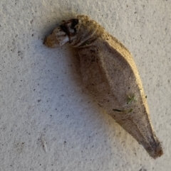 Hyalarcta nigrescens (Ribbed Case Moth) at Jerrabomberra, NSW - 3 Feb 2022 by Steve_Bok