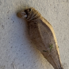 Hyalarcta nigrescens at Jerrabomberra, NSW - suppressed