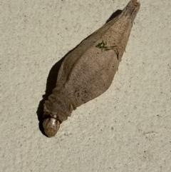 Hyalarcta nigrescens at Jerrabomberra, NSW - suppressed