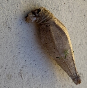 Hyalarcta nigrescens at Jerrabomberra, NSW - 3 Feb 2022